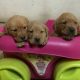 AKC British Labrador Puppies