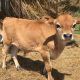 good quality Dairy and Beef Cattle.Bottle Fed Calves (Male and Female),