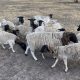 Dorper sheep for sale.