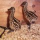 Standard Brown Emu Chicks.