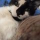 Lost Cat - B/W tuxedo
