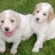 F1b GOLDENDOODLE PUPPIES