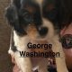 Cavalier King Charles Spaniels