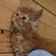 Registered Maine Coon Kittens