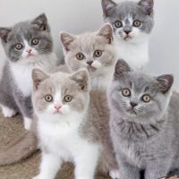 Thumbnail for the listing's main image