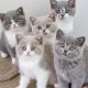 British Shorthair kittens