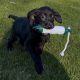 Pointing Labrador Retrievers